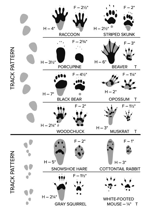 Identifying Rare Mammals Laws And Rules Trapping Hunting And Trapping