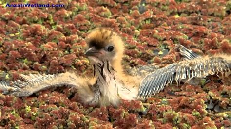 Conservation Activitie In Anzali Wetland Youtube