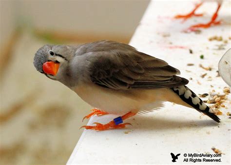 Female Normal Zebra Finch My Bird Aviary