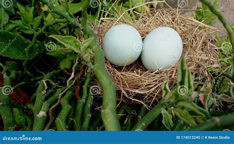 Dados Relativos A Dois Ovos De Pato Sobre Palha E Erva Imagem De Stock