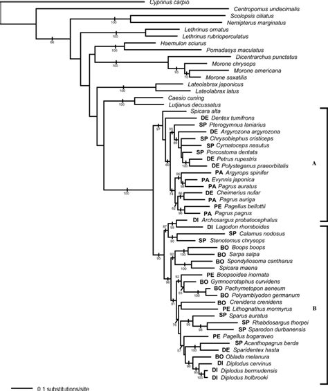 Maximum Likelihood Tree Derived From Combined Data Subfamilies Are