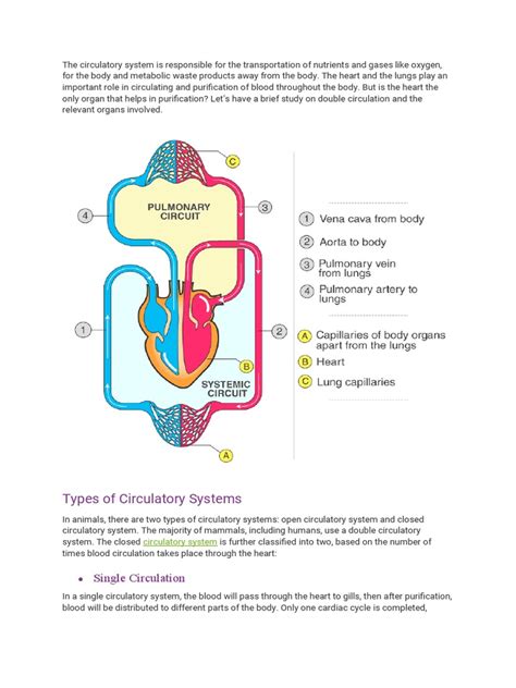 Double Circulation | PDF | Heart | Atrium (Heart)