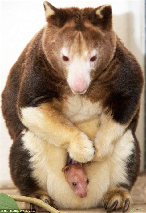 The Touching Moment A Rare And Hairless Baby Joey Takes First Tentative