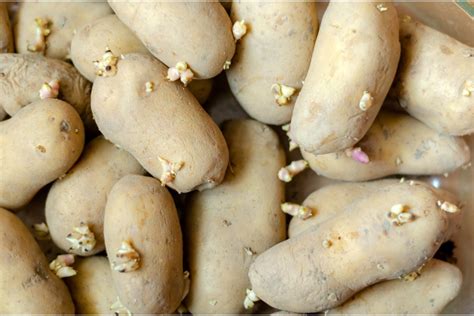 Can I Plant Sprouted Potatoes In Winter 5 Steps To Grow Them 2024