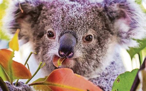 Koalas Now Officially Endangered Species