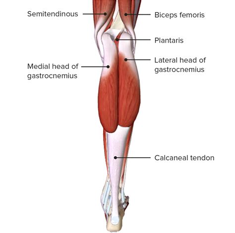 Leg Anatomy Concise Medical Knowledge