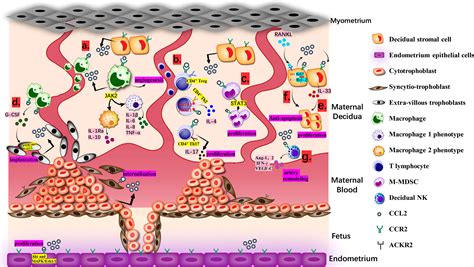 Frontiers Ccl2 An Important Cytokine In Normal And Pathological