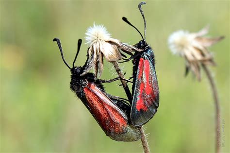 Photo Zygaena Minos