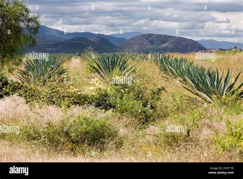 Santa Ana Del Valle Oaxaca Mexico North America Landscape Scenery