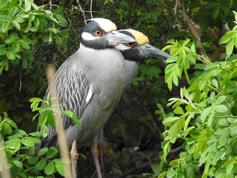 Yellow-crowned Night-Herons - BirdWatching