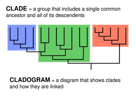 The Science Of Classifying Organisms Ppt Download