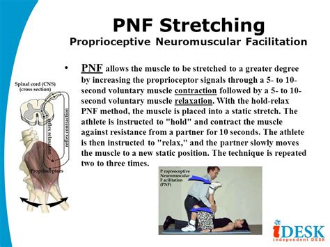 Pnf Stretching Proprioceptive Neuromuscular Facilitation ⋆ Santa