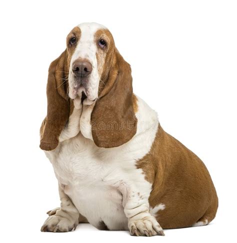 Basset Hound Sitting And Looking At The Camera Stock Image Image Of