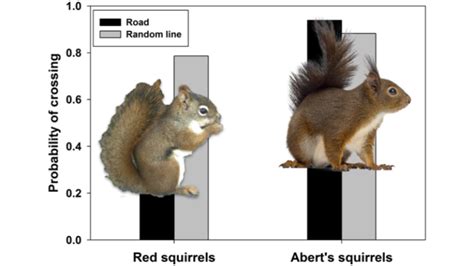 Effects Of Roads On Squirrel Space Use Data And Cer