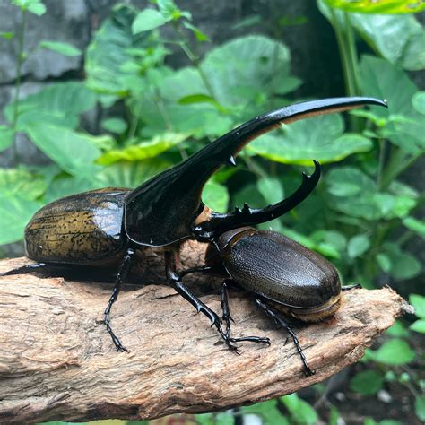 Dynastes Hercules Hercules for Sale online | James' Beetle Farm