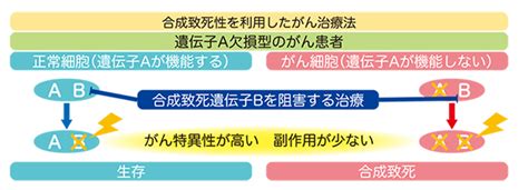 Arid1a 遺伝子変異がんを対象に代謝を標的とした新たながん治療法を発見 国立研究開発法人日本医療研究開発機構