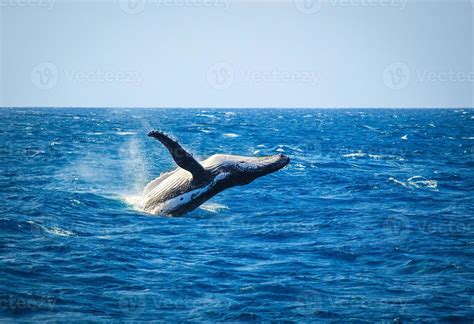 Whale breaching 1398948 Stock Photo at Vecteezy