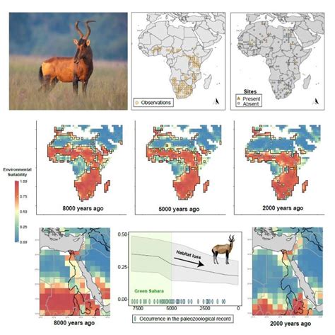 Hartebeest: a case study - Garstang Museum - University of Liverpool