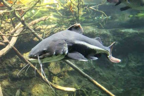 What Eats Catfish In A Pond What You Need To Know