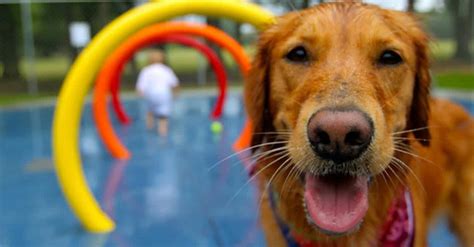 The 7 Best Dog Parks In Americadid Yours Make The List