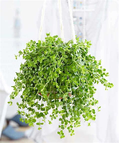 Plantes Retombantes D Int Rieur Indispensables La Maison Hanging