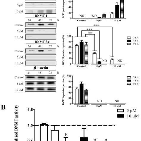 Effects 5 Aza On UCP2 DNMT Expression Level And DNMT Enzymatic