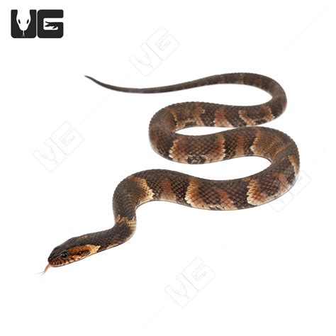 Yearling Broad Banded Water Snakes For Sale Underground Reptiles