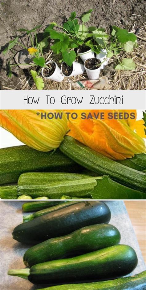 How To Harvest Zucchini Plants For Gift