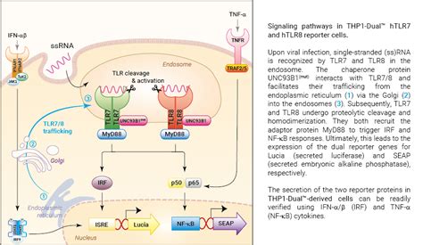 Thp Dual Htlr Ko Tlr Cells Reporter Monocytes Invivogen