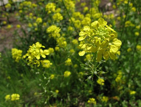 Горчица чёрная (109 фото) » НА ДАЧЕ ФОТО