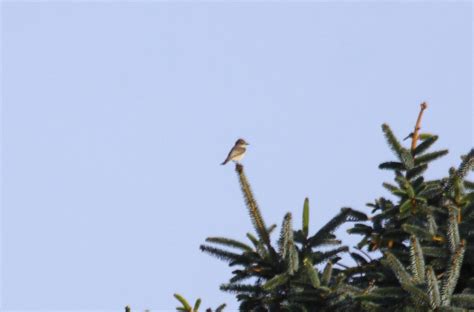 Monday 8th September 2014 Cornwall Bird Sightings - Cornwall Birding