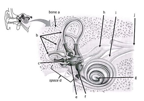 Inner Ear Anatomy Diagram Quizlet