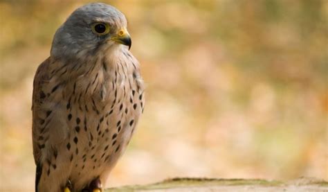 Kestrel Bird - Facts, Information & Habitat