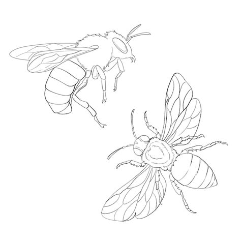 Coloriages Abeilles A Imprimer Psd Mod Les Psd Gratuits De Haute