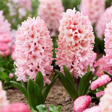 Hyacinth Bulbs | Shop 10 Varieties | Eden Brothers