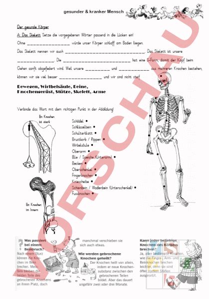 Arbeitsblatt Skelett Knochen Biologie Anatomie Physiologie