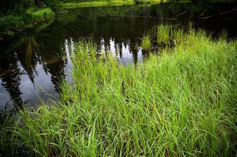 Beaver Habitat | High-Quality Nature Stock Photos ~ Creative Market