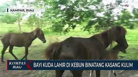 Bayi Kuda Lahir Di Kebun Binatang Kasang Kulim Video Dailymotion