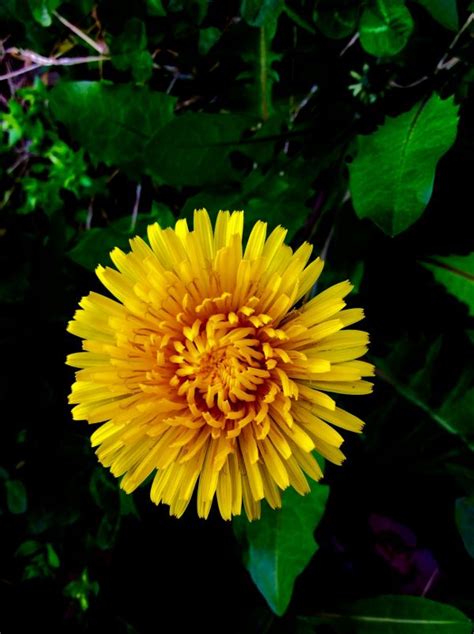 Bildet natur anlegg løvetann blad blomst petal sommer vår