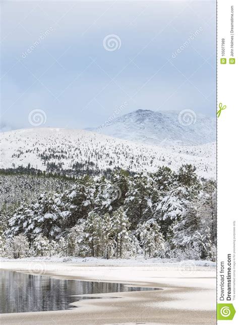 Winter Scene at Loch Morlich in the Cairngorms National Park of ...