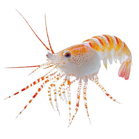 Striped Shrimp with Transparent Background, a Stunning Specimen on ...