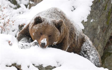 Grizzly Bear Bear Snow HD wallpaper | animals | Wallpaper Better