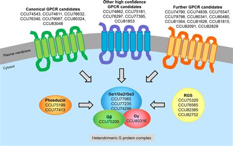 Heterotrimeric G protein signaling components conserved in Bgh. The... | Download Scientific Diagram