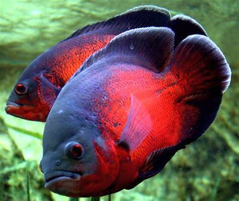 Red Tiger Oscar | Tropical Fish Keeping