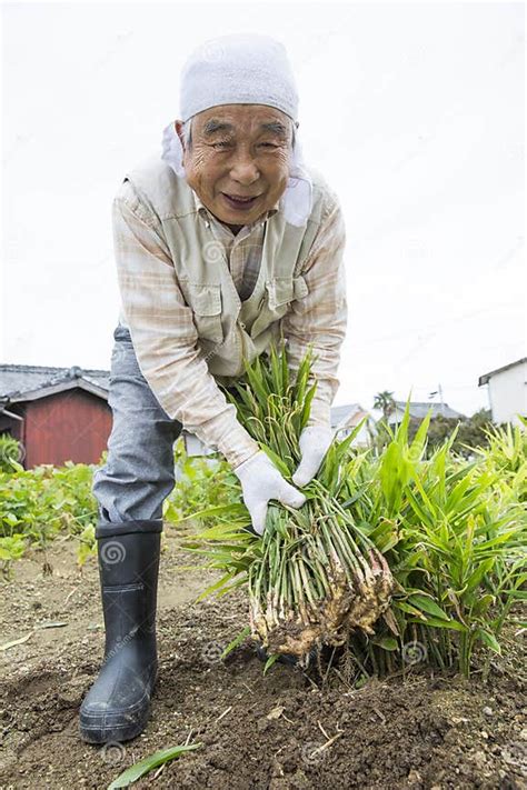 Japanese Senior Farmer Harvests Ginger Stock Image Image Of Healthy