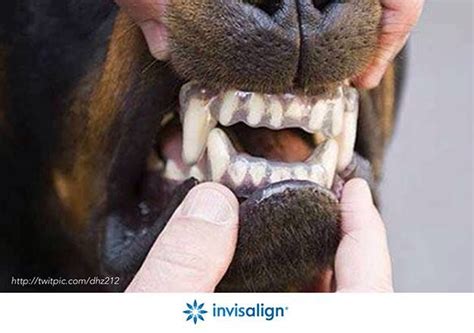 bloggingforfun6395: Teeth Braces For Dogs