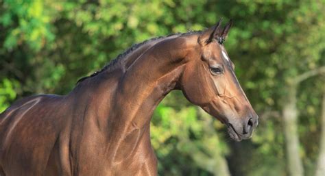 thoroughbred horse breed facts   didnt