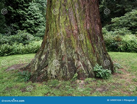 Tree Trunk Large Diameter Close Up Stock Photo Image Of Green