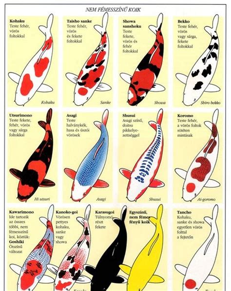 All About Koi Fish Life Koi Fish Price Chart