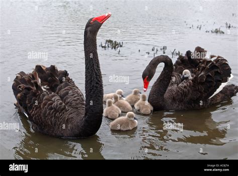 Black Swan Cygnet Cygnets Baby Swan Swans Abbotsbury Swannery Stock